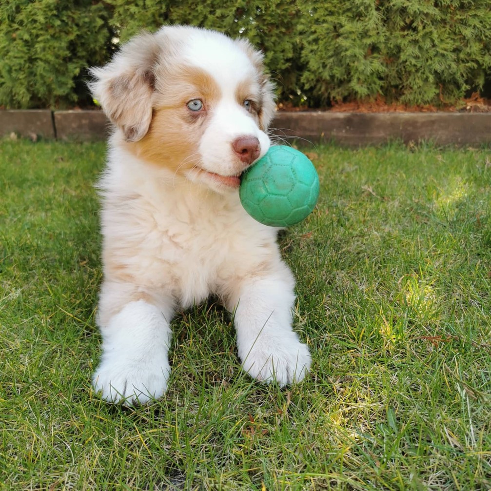 toy aussie dogs for sale