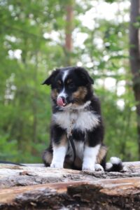 Read more about the article What to Know About Potty Training Australian Shepherd Dogs .