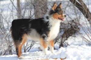 Read more about the article Australian Shepherd Puppies for Sale