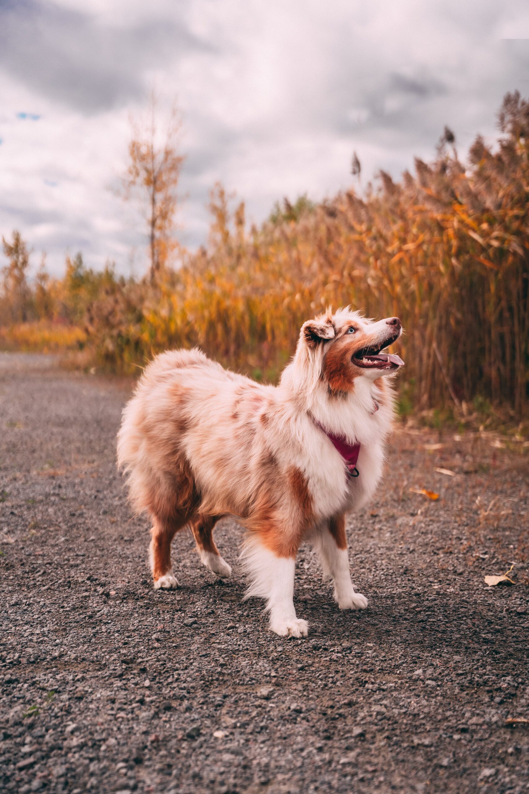 Read more about the article Your Guide To The Miniature Australian Shepherd Puppies .