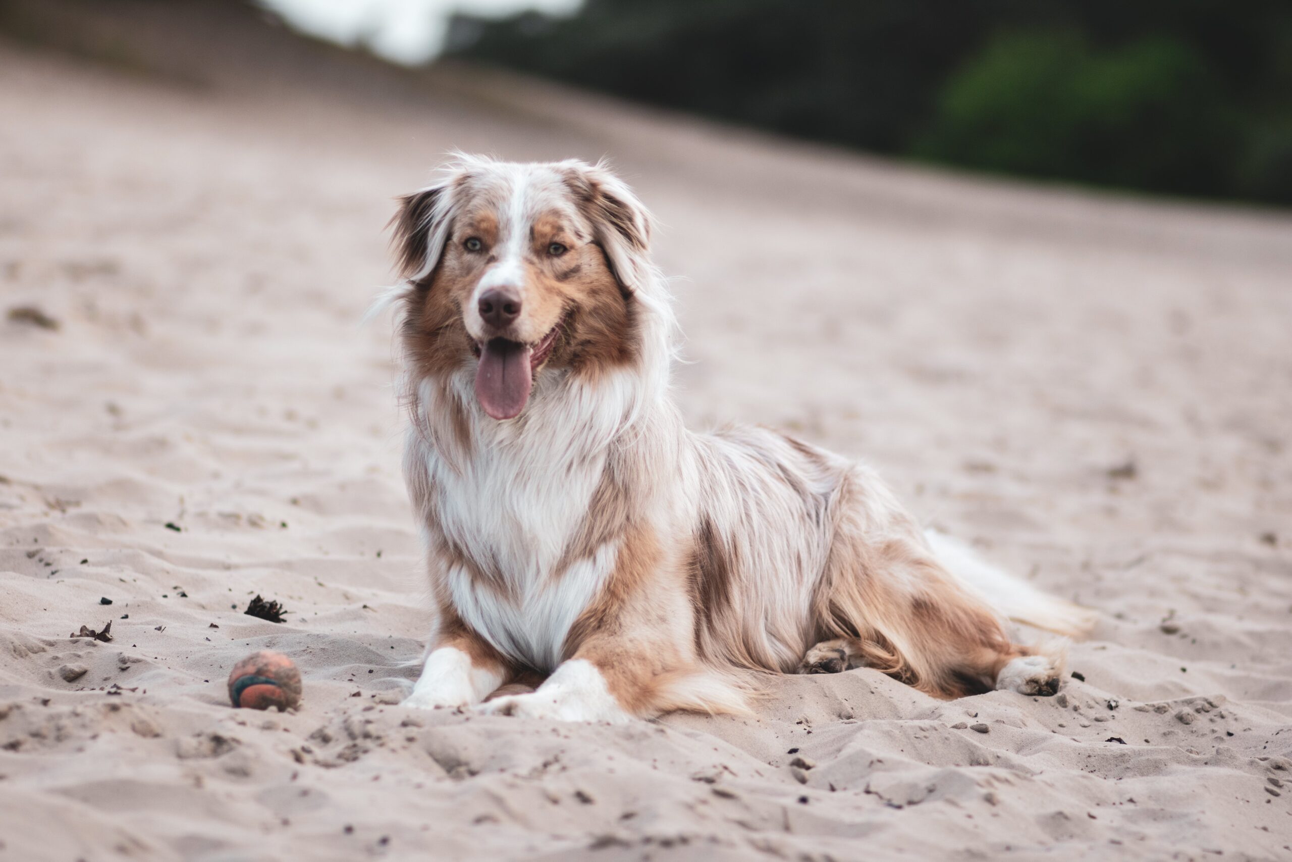 Read more about the article Activities Perfect for Australian shepherd