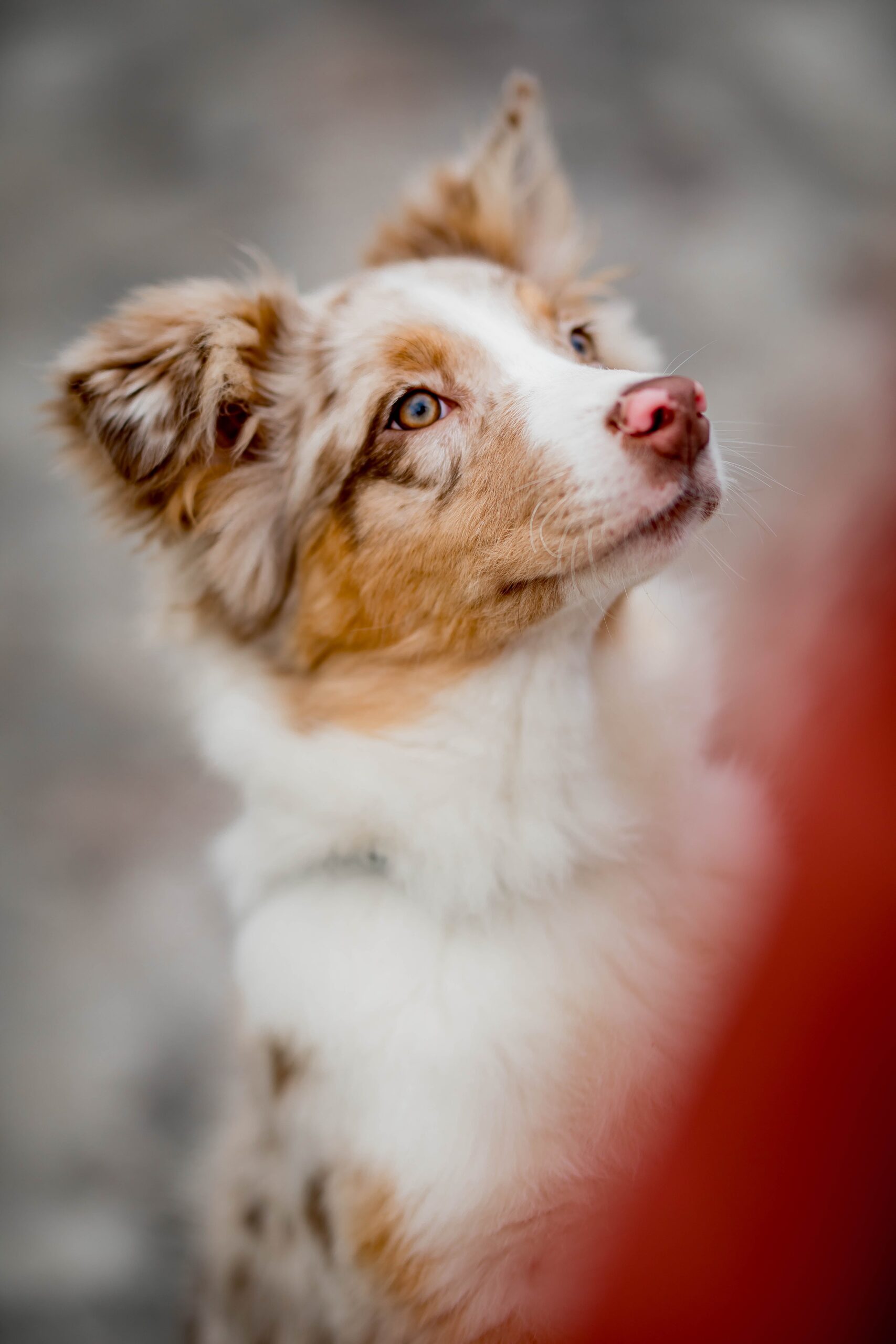 Read more about the article Everything You Need To Know About Australian shepherd