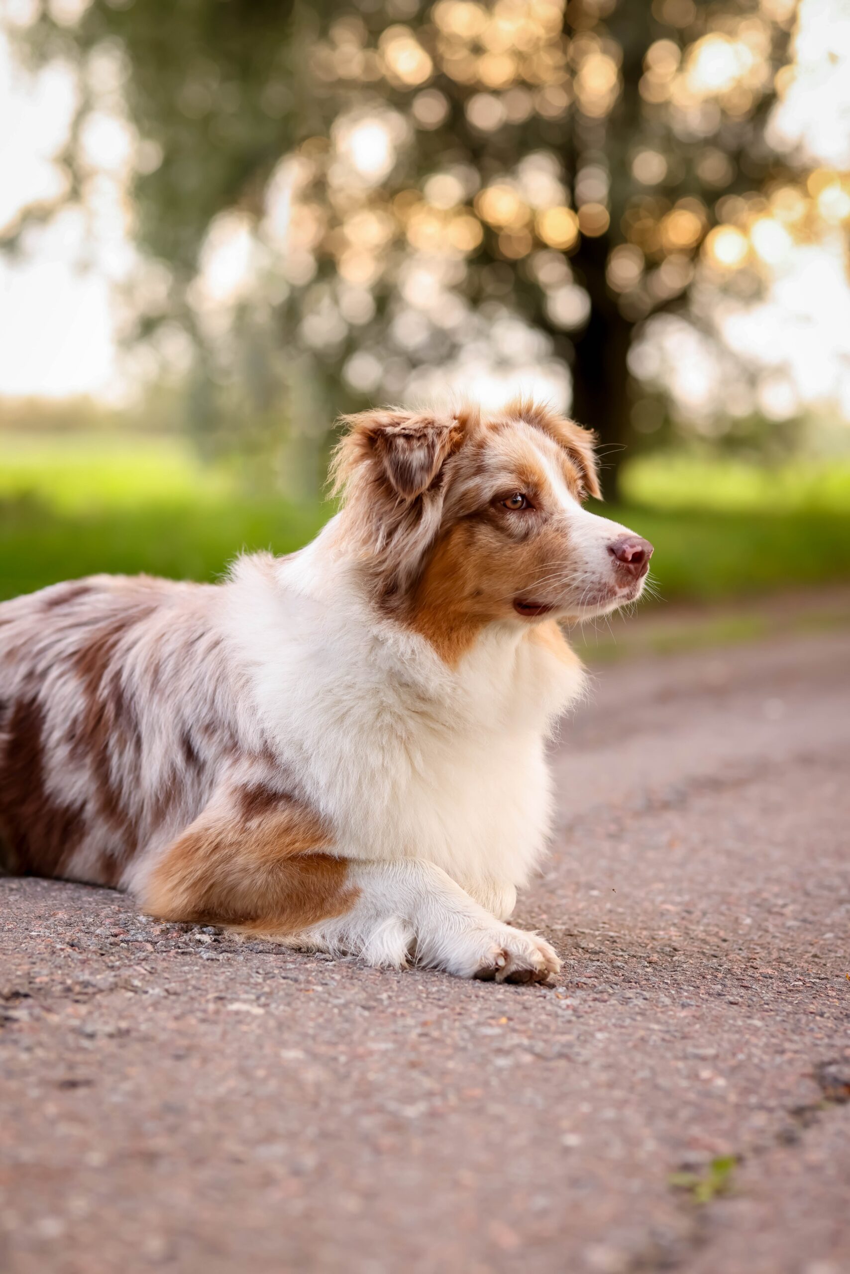 Read more about the article Facts About Australian shepherd puppies